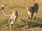 Africa 051 : Africa, Animal, Botswana, Cheetah, Chitabe, Mammal, Okavango